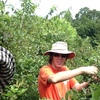 Picking blueberries.